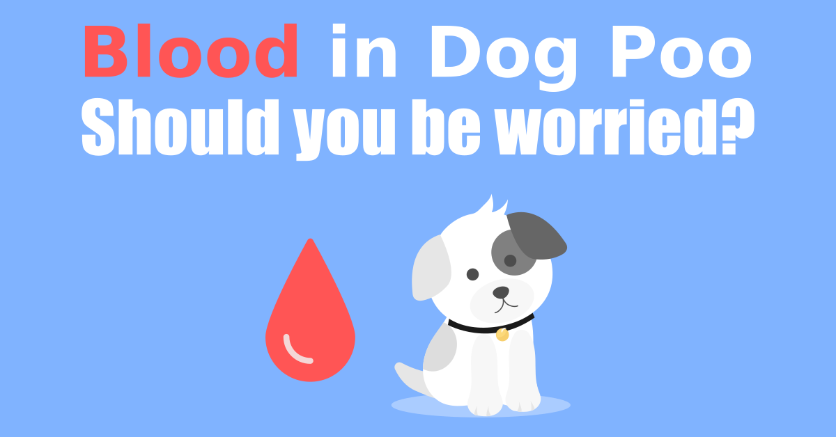 Blood in Dog Poop